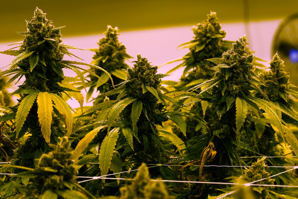FILE- A cannibis plant that is close to harvest grows in a grow room at the Greenleaf Medical Cannabis facility in Richmond, Va., June 17, 2021. (AP Photo/Steve Helber, File)