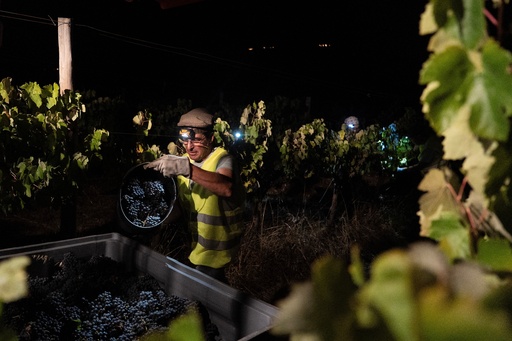 Foreman Vitor Lucas unloads a bucket of wine grapes on a tractor during a night harvest at the Herdade da Fonte Santa vineyard near Vimieiro, Portugal, Wednesday, Sept. 17, 2025. (AP Photo/Ana Brigida) Foreman Vitor Lucas unloads a bucket of wine grapes on a tractor during a night harvest at the Herdade da Fonte Santa vineyard near Vimieiro, Portugal, Wednesday, Sept. 17, 2025. (AP Photo/Ana Brigida)