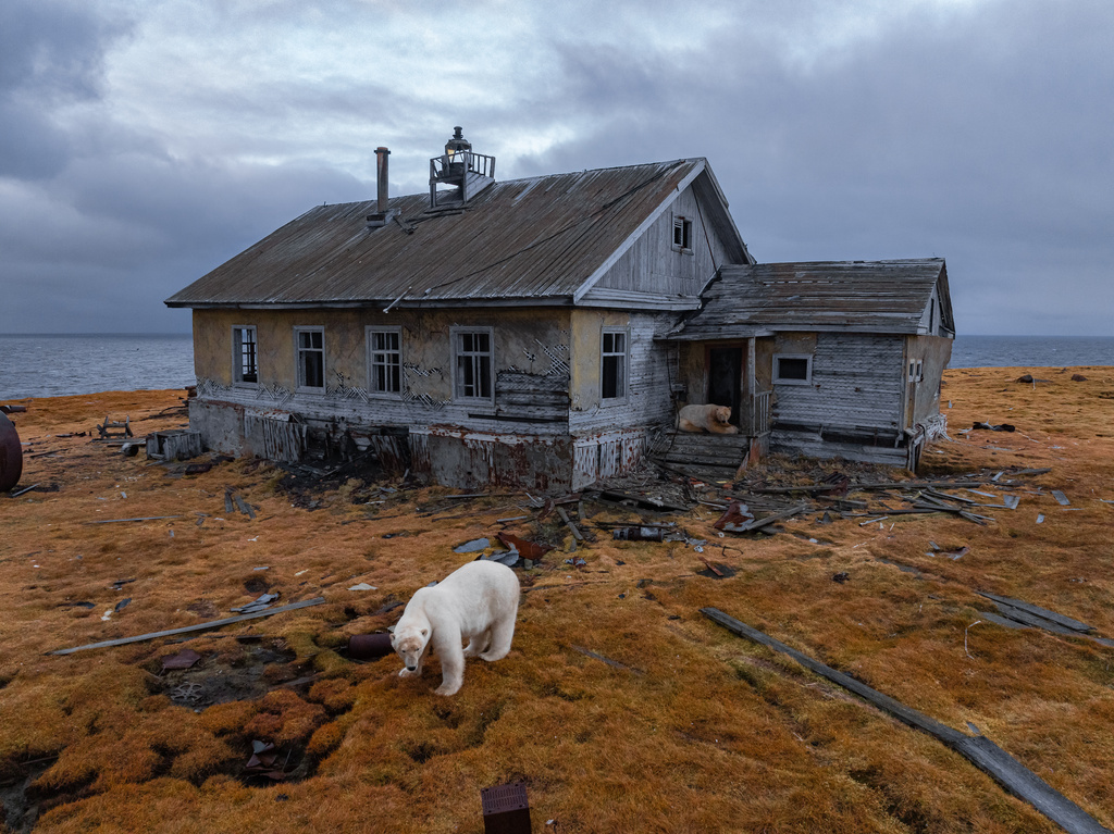 A polar bear is seen at an abandoned research station on Koluchin Island, off Chukotka, Russia, in the country's Far East, on Thursday, Sept. 18, 2025. (AP Photo/Vadim Makhorov)