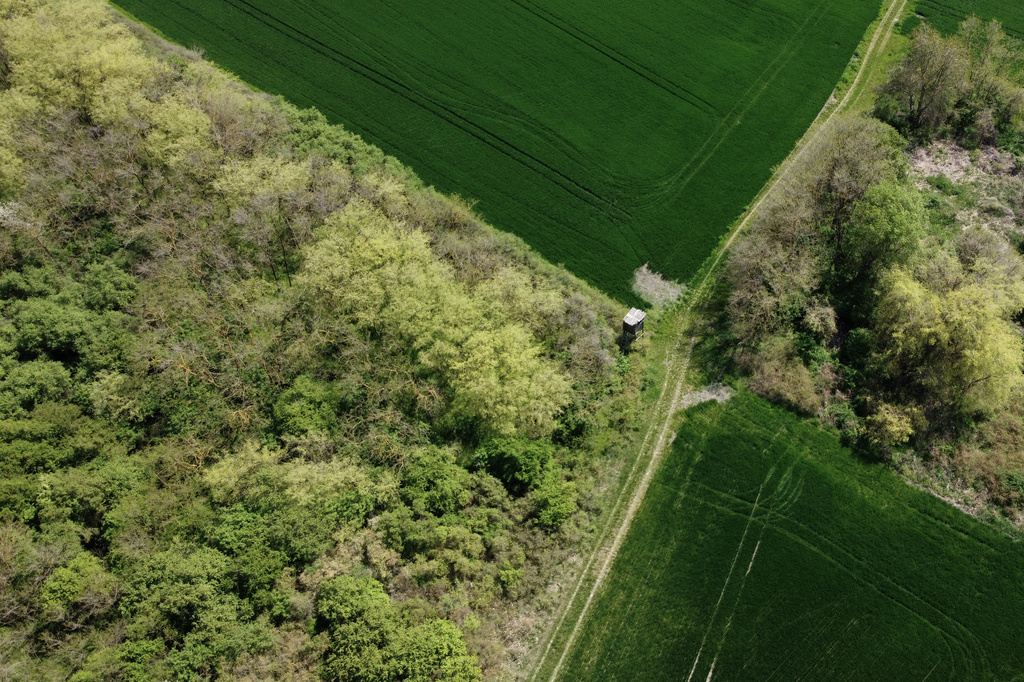 A small forest dubbed the Nightingale's Forest is seen near the village of Plandiste, in the flat, farming region of Serbia, Thursday, April 16, 2026. (AP Photo/Darko Vojinovic)