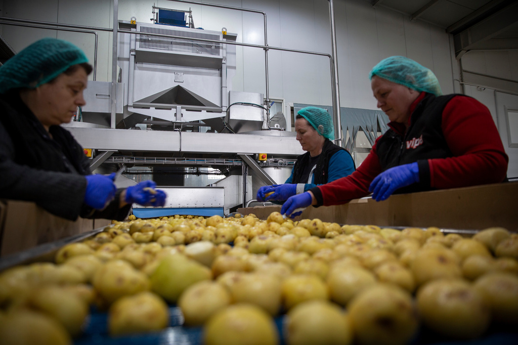 Workers at Pestova firm, inspect the potatoes for the Vipa Chips factory in the village of Pestove, Kosovo on March 26, 2026. (AP Photo/Visar Kryeziu)