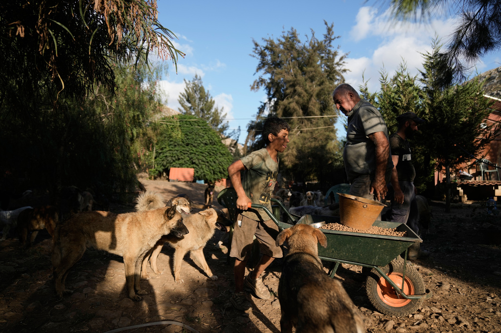 Hussein Hamza, right, feeds dogs left behind by their owners after they fled following the outbreak of the latest Israel-Hezbollah war, at his animal shelter in the village of Kfaroue, near Nabatiyeh, southern Lebanon, Thursday, July 2, 2026. (AP Photo/Bilal Hussein)