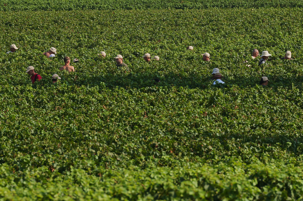 Workers pick wine grapes during the harvest in Corte Franca, northern Italy, Thursday, Aug. 6, 2026. (AP Photo/Antonio Calanni)