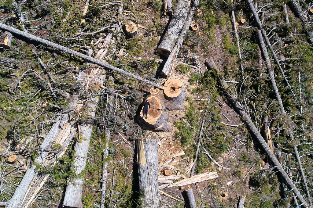 Veronika Sitar, an outdoor enthusiast, lies on a yellow cedar stump within a logged area near Campbell River, British Columbia, Sunday, May 31, 2026. (AP Photo/Annika Hammerschlag)