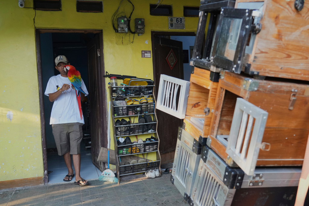 Albi Albar Ramli prepares a macaw for a training session, at his house in Depok, on the outskirts of Jakarta, Indonesia, Saturday, Aug. 16, 2025. (AP Photo/Tatan Syuflana)