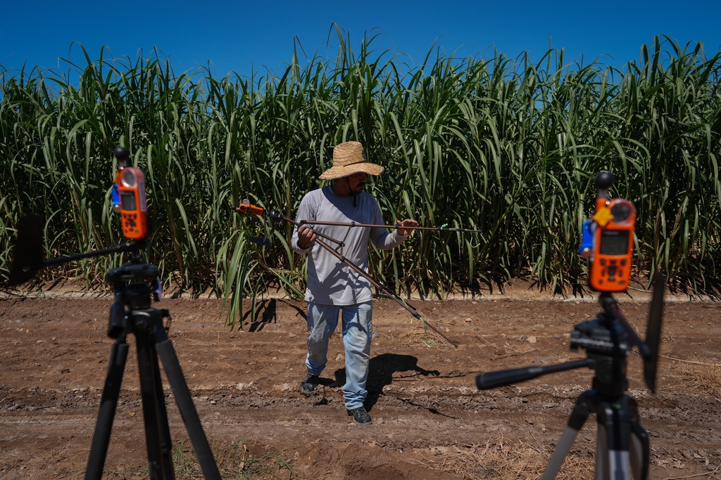 Farmworker Raul Cruz collects environmental monitors at the end of the day in a sugarcane field in Niland, Calif., Thursday, Sept. 11, 2025. (AP Photo/Jae C. Hong)