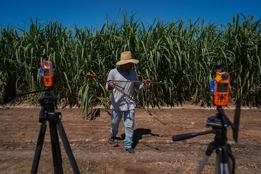 Farmworker Raul Cruz collects environmental monitors at the end of the day in a sugarcane field in Niland, Calif., Thursday, Sept. 11, 2025. (AP Photo/Jae C. Hong) Farmworker Raul Cruz collects environmental monitors at the end of the day in a sugarcane field in Niland, Calif., Thursday, Sept. 11, 2025. (AP Photo/Jae C. Hong)