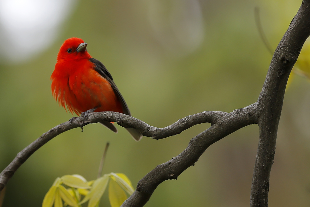 FILE - A male scarlet tanager is seen on a tree on World Migratory Bird Day, May 9, 2020, in Lutherville-Timonium, Md. (AP Photo/Julio Cortez, file)