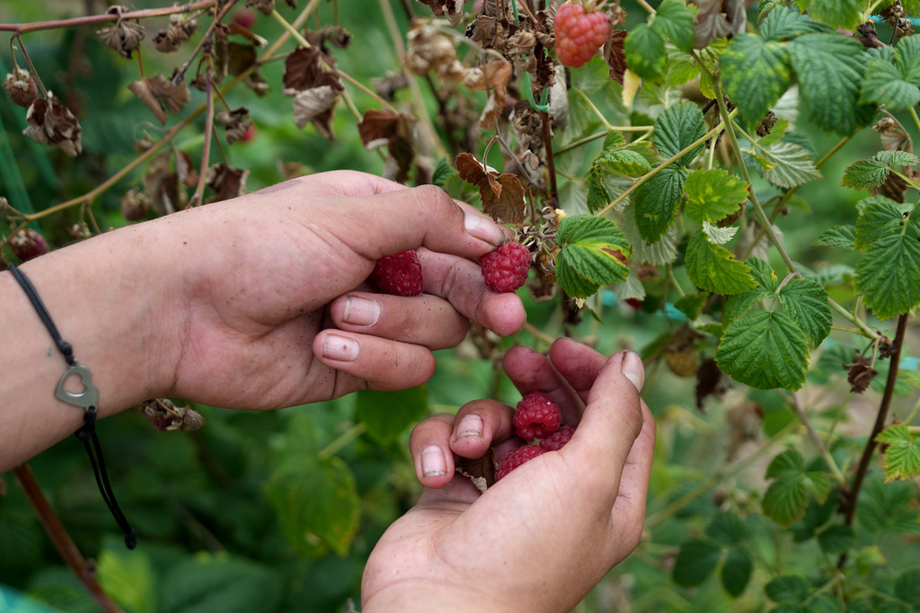 A raspberry picker at work on a hillside near the town of Arilje, Serbia, Friday, June 19, 2026. (AP Photo/Darko Vojinovic)