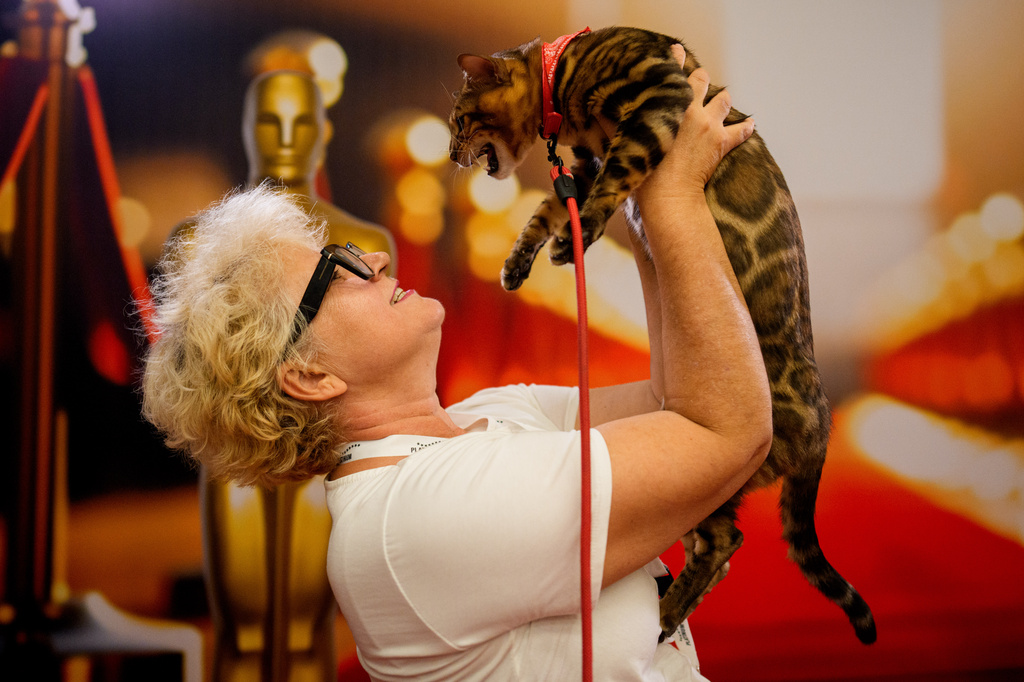 A woman holds Tristan, a Bengal cat, in front of an Oscars themed photo backdrop during an international feline beauty competition, dubbed the Feline Oscars, featuring more than 200 cats in Bucharest, Romania, Saturday, Sept. 26, 2026. (AP Photo/Andreea Alexandru)