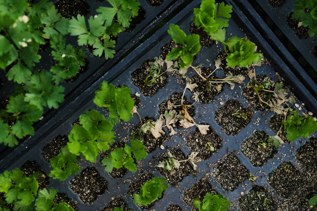 Heat-damaged celery rests in a tray inside a greenhouse Wednesday, July 1, 2026, at a farm in Brooksville, Ky. (AP Photo/Joshua A. Bickel)