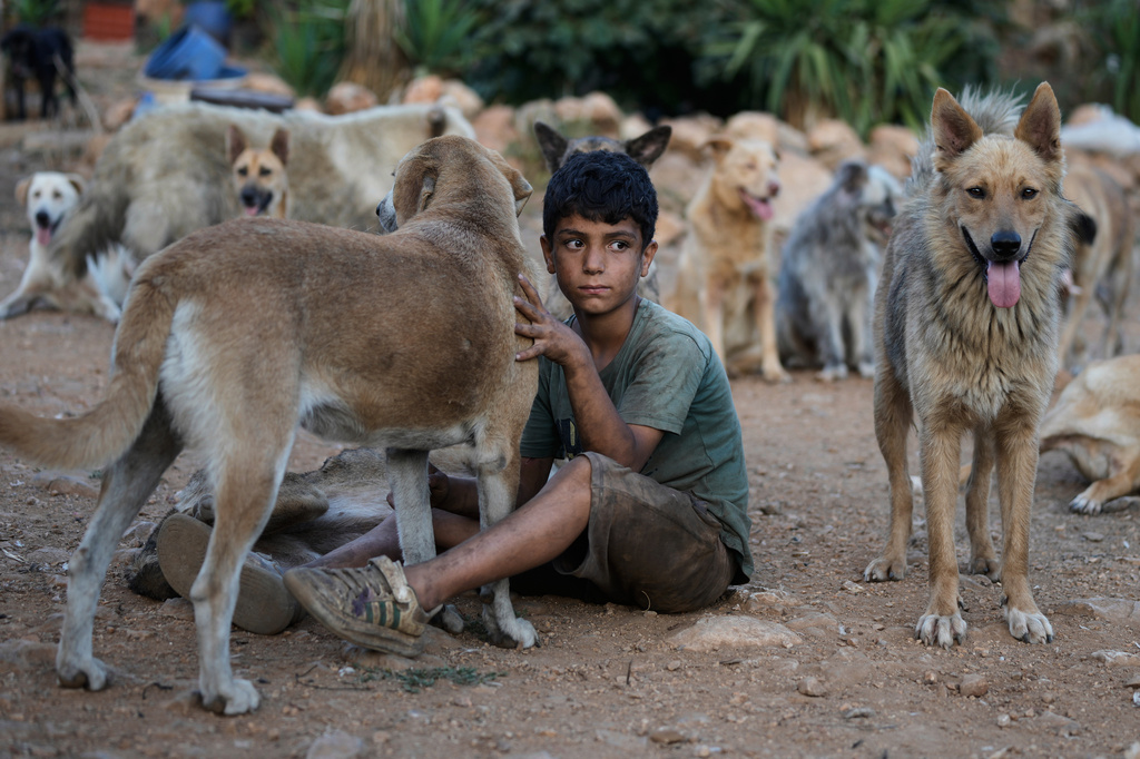 Bashar Hilal, 10, sits among dogs left behind by their owners after they fled following the outbreak of the latest Israel-Hezbollah war, at an animal shelter in the village of Kfaroue, near Nabatiyeh, southern Lebanon, Thursday, July 2, 2026. (AP Photo/Bilal Hussein)