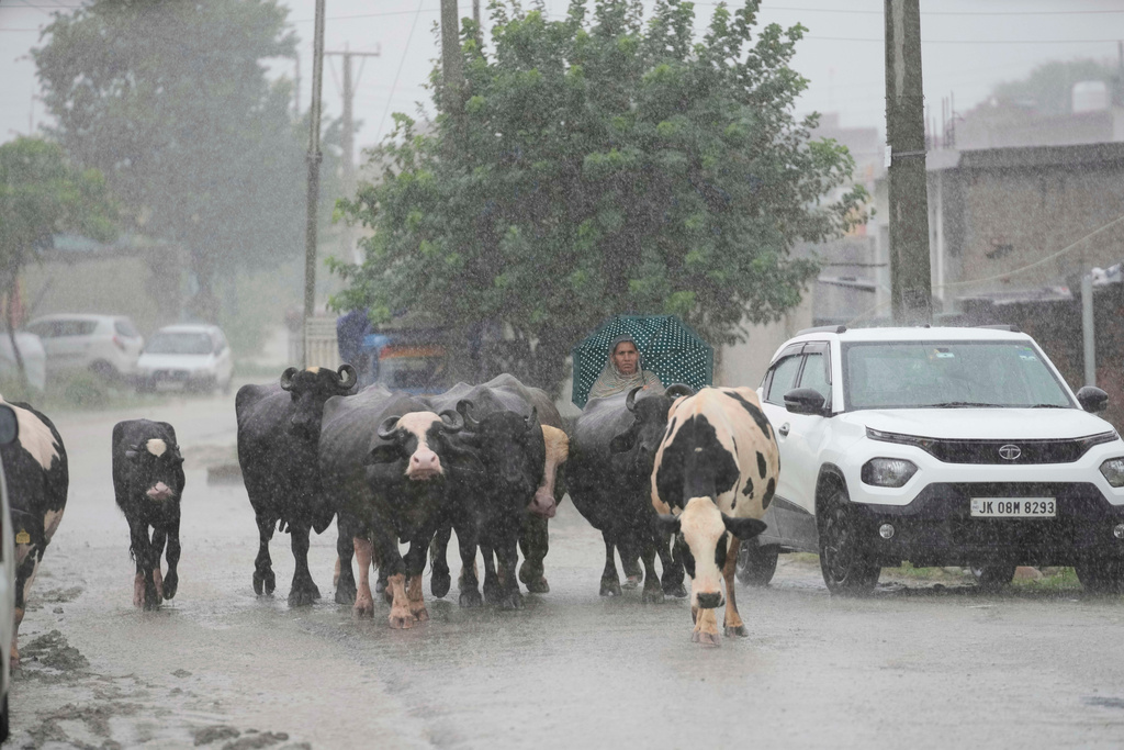 A woman, along with her cattle, moves to a safer place after heavy rain caused flooding near the banks of the Tawi River in Jammu, India, Tuesday, Aug. 26, 2025. (AP Photo/Channi Anand)