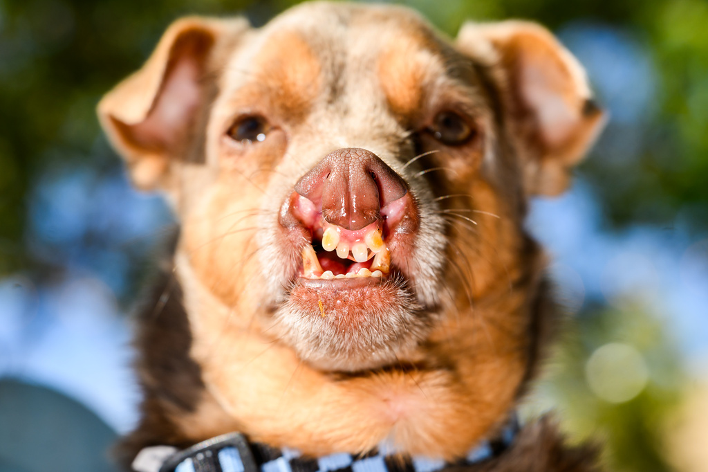Chihuahua mix Otto prepares to compete in the World's Ugliest Dog Contest at the Sonoma County Fair in Santa Rosa, Calif., on Friday, Aug. 14, 2026. Otto went on to win third place. (AP Photo/Noah Berger)