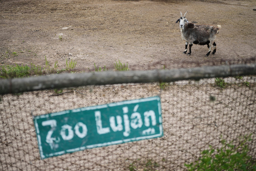 A goat looks out from behind a fence at the former Lujan Zoo, which closed in 2020, where in recent days a global animal welfare organization has been treating animals, in Lujan, Argentina, Thursday, Oct. 30, 2025. (AP Photo/Natacha Pisarenko) A goat looks out from behind a fence at the former Lujan Zoo, which closed in 2020, where in recent days a global animal welfare organization has been treating animals, in Lujan, Argentina, Thursday, Oct. 30, 2025. (AP Photo/Natacha Pisarenko)