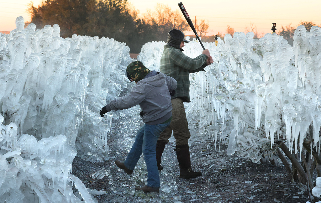 Jameson Thomas, left, and Kyle Hill bash and kick ice formations on blueberry plants at Southern Hill Farms in Clermont, Fla., on Sunday, Feb. 1, 2026. (Stephen M. Dowell/Orlando Sentinel via AP)