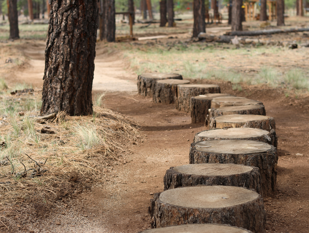 A path of tree stumps lines a portion of a barefoot trail near Flagstaff, Ariz, on Thursday, April 16, 2026. (AP Photo/Cheyanne Mumphrey)