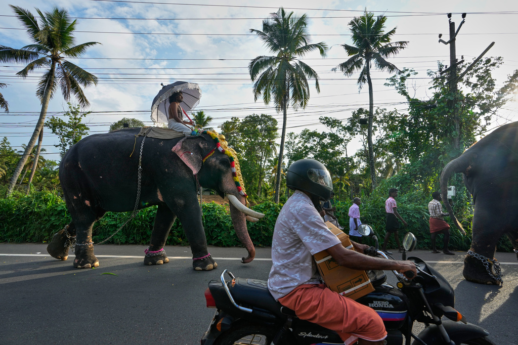 A motorist rides past decorated elephants during the elephant pageant, or Gajamela, held as part of an annual festival in Thiruvanvandoor, in the southern Indian state of Kerala, Tuesday, May 19, 2026. (AP Photo/Aijaz Rahi)
