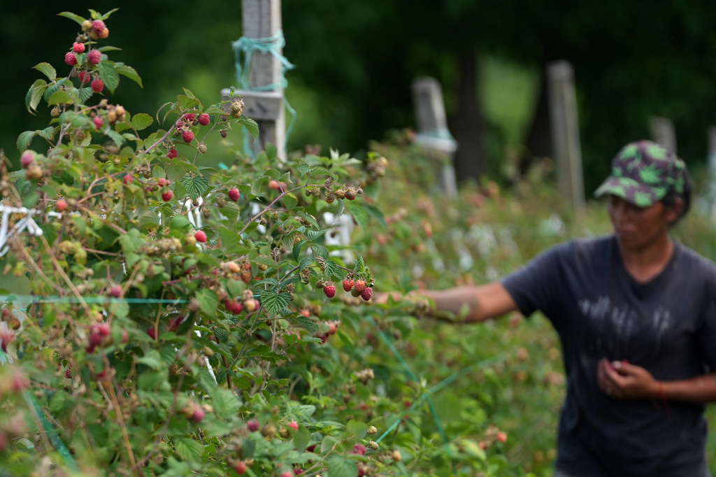 A raspberry picker at work on a hillside near the town of Arilje, Serbia, Friday, June 19, 2026. (AP Photo/Darko Vojinovic)