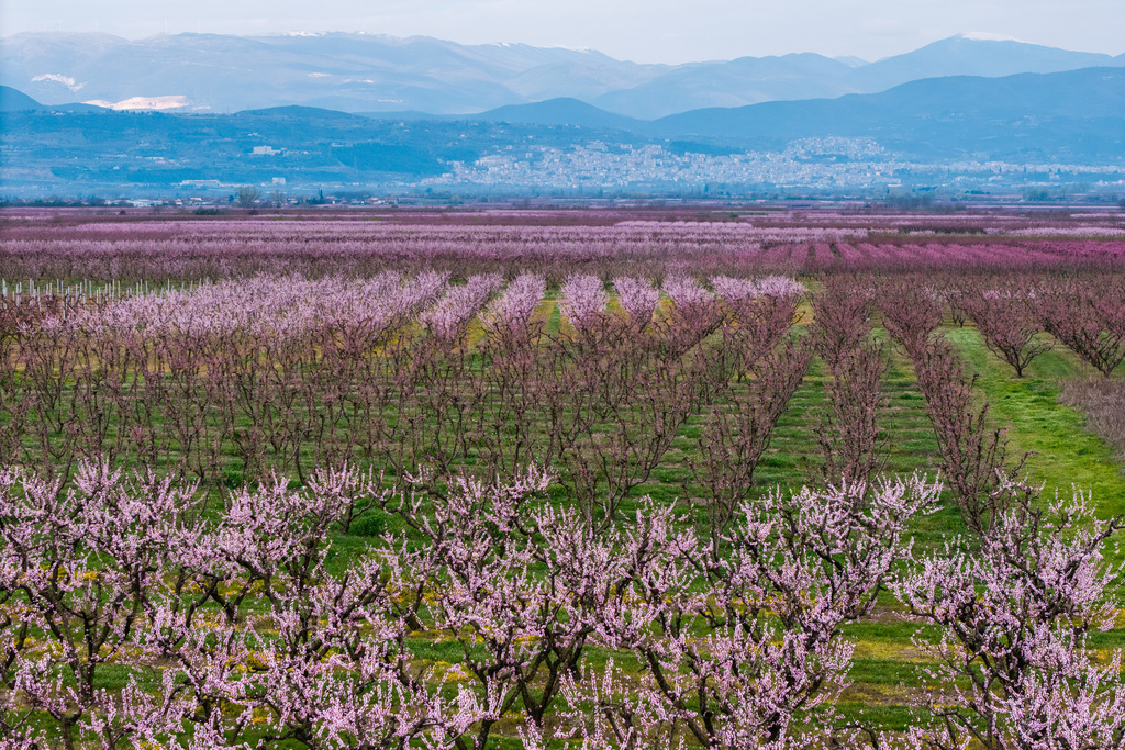 The blooming peach trees are seen form above near the city of Veria, northern Greece, on Sunday, March 22, 2026. (AP Photo/Giannis Papanikos)