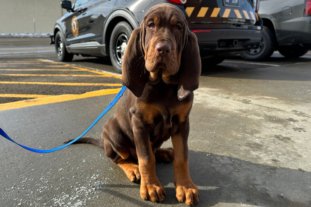 A North Dakota Highway Patrol bloodhound named Beau sits for a photo Friday, Feb. 27, 2026, outside the Highway Patrol office in Fargo, N.D. (AP Photo/Jack Dura)