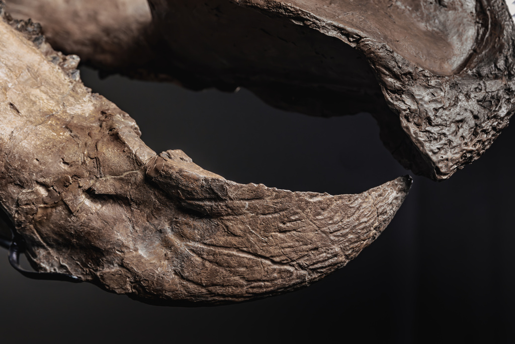 In this photo made available by JOOPITER, a triceratops skeleton, dubbed Trey, is displayed at Le Freeport, Singapore, Feb. 5, 2026. (Courtesy of Joopiter via AP)