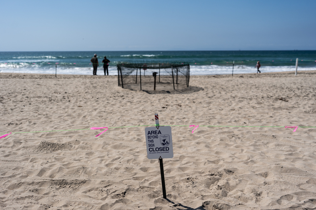 A sign stands near a protected sea turtle nesting area on the beach in Huntington Beach, Calif., Tuesday, Sept. 22, 2026. (AP Photo/Jae C. Hong)