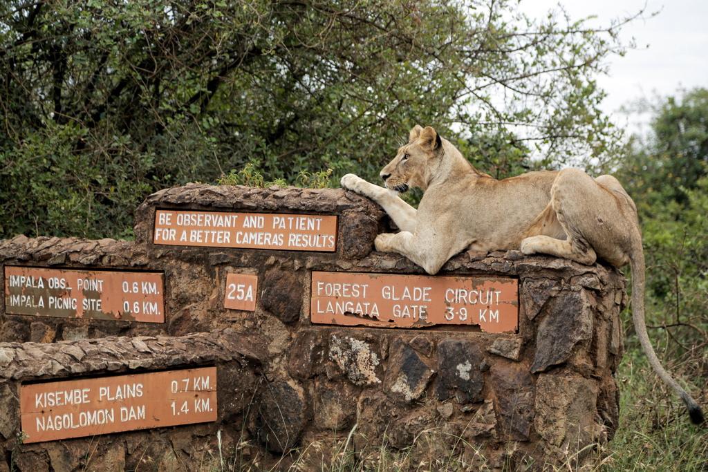 FILE - A lioness rests on top of a sign inside Nairobi National Park, where lions are known to roam, on the outskirts of Nairobi, Kenya, on Jan. 10, 2019. (AP Photo/Laila Kazziha, File)