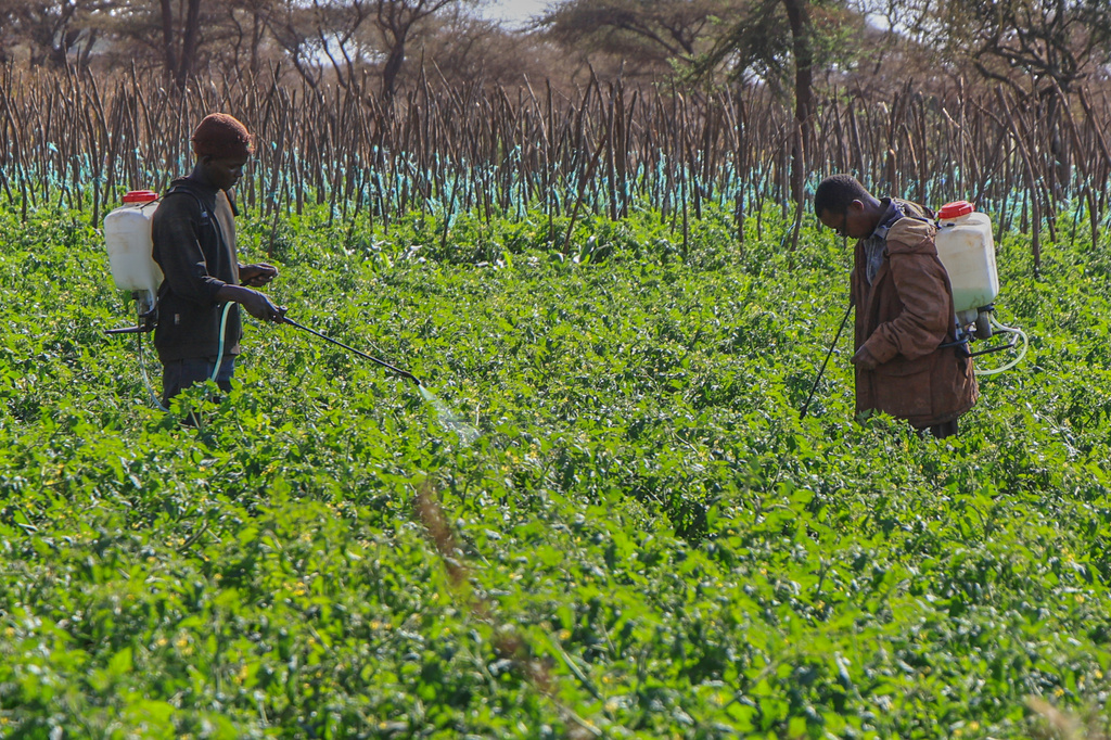 Farmers spray pesticides at a tomato farm in Kimana, on the outskirts of Amboseli National Park in Kajiado County, Kenya, Wednesday, Aug. 5, 2026. (AP Photo/Andrew Kasuku)