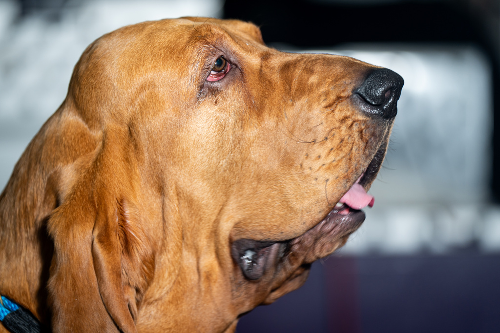 A blood hound waits in the grooming area at the 150th Westminster Kennel Club Dog Show, Monday, Feb. 2, 2026, in New York. (AP Photo/Angelina Katsanis)