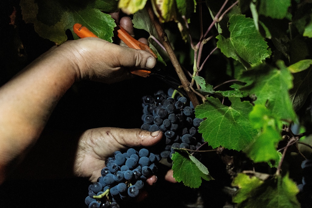 A worker picks wine grapes during night harvest at the Herdade da Fonte Santa vineyard near Vimieiro, Portugal, Wednesday, Sept. 17, 2025. (AP Photo/Ana Brigida)