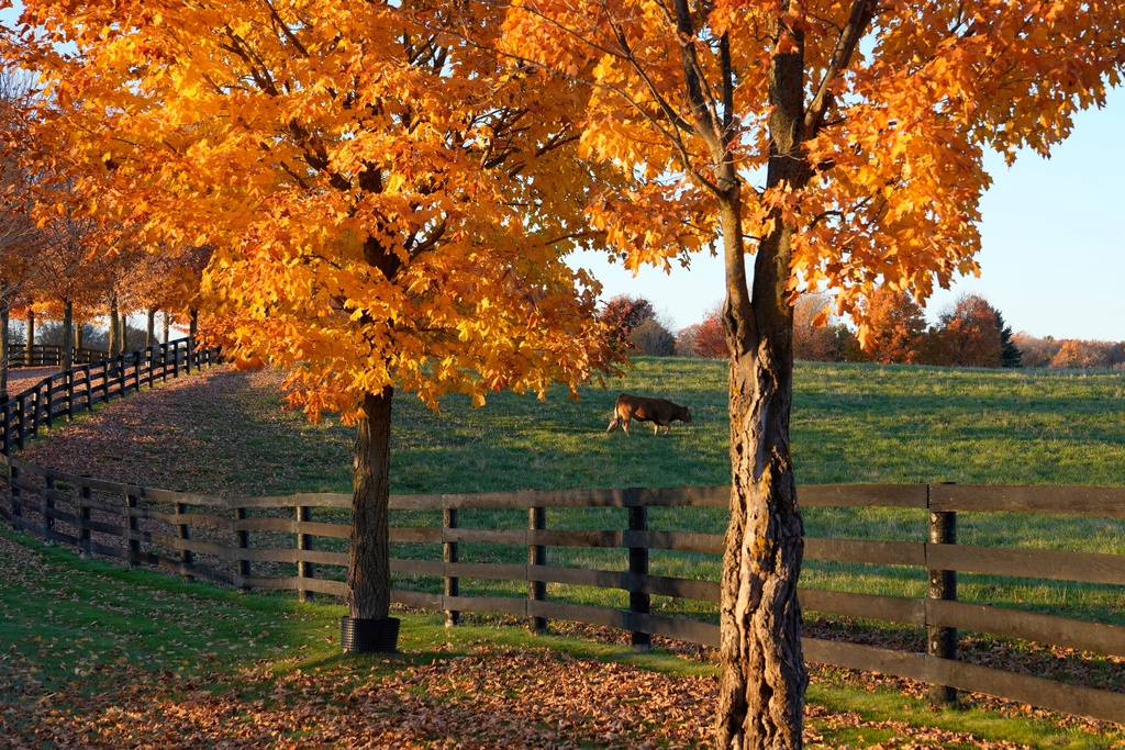 A cow grazes at a farm in Caledon, Ontario, Canada, Monday, Oct. 27, 2025. (AP Photo/Kamran Jebreili)