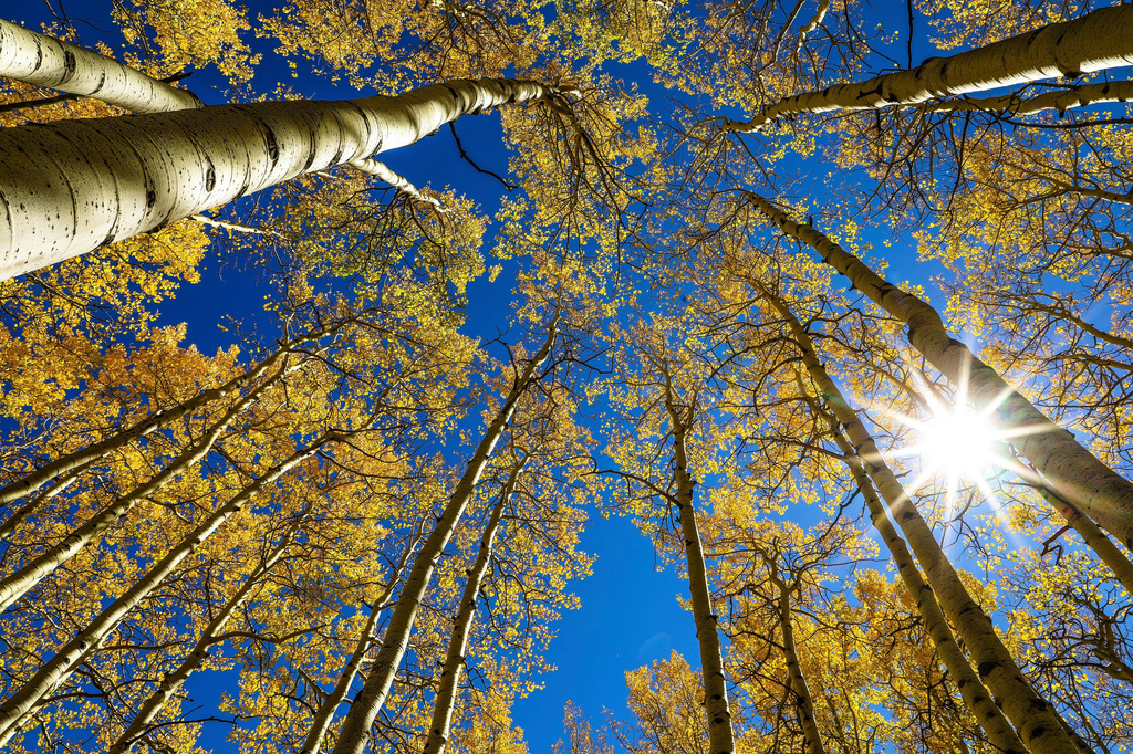 FILE - The sun shines on golden aspens, Sept. 22, 2021, on the first day of fall, in Eagle County, Colo. (Chris Dillmann/Vail Daily via AP, File)