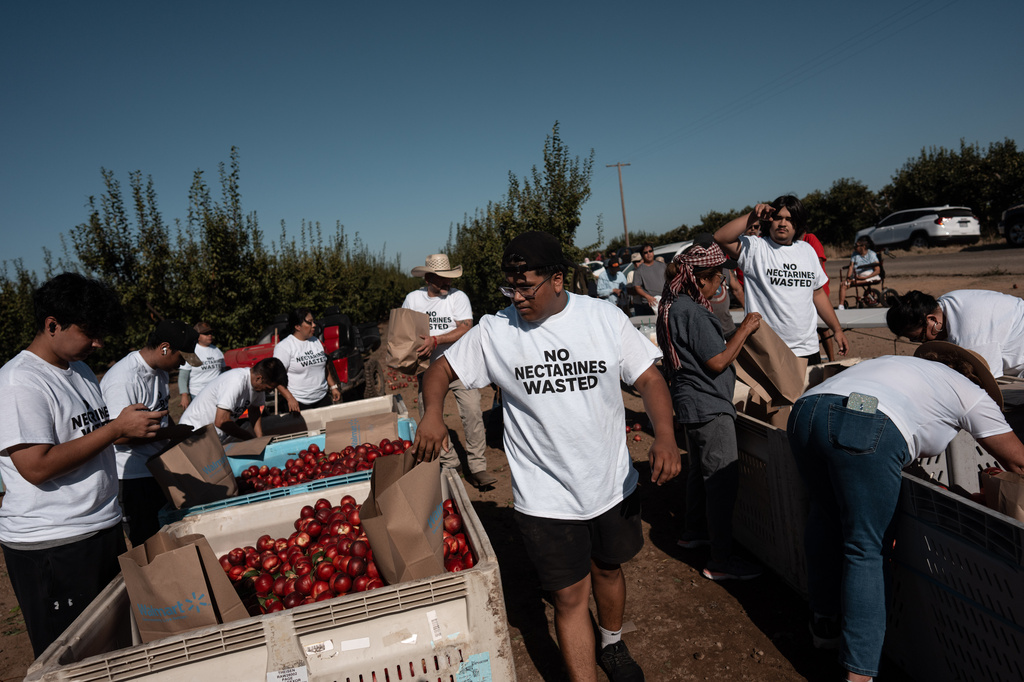 Family members and volunteers wearing "No Nectarines Wasted" T-shirts bag nectarines at Cesar Mora's orchard in Reedley, Calif., Wednesday, July 1, 2026, as part of a free giveaway amid an ongoing contract dispute over the crop. (AP Photo/Jae C. Hong)