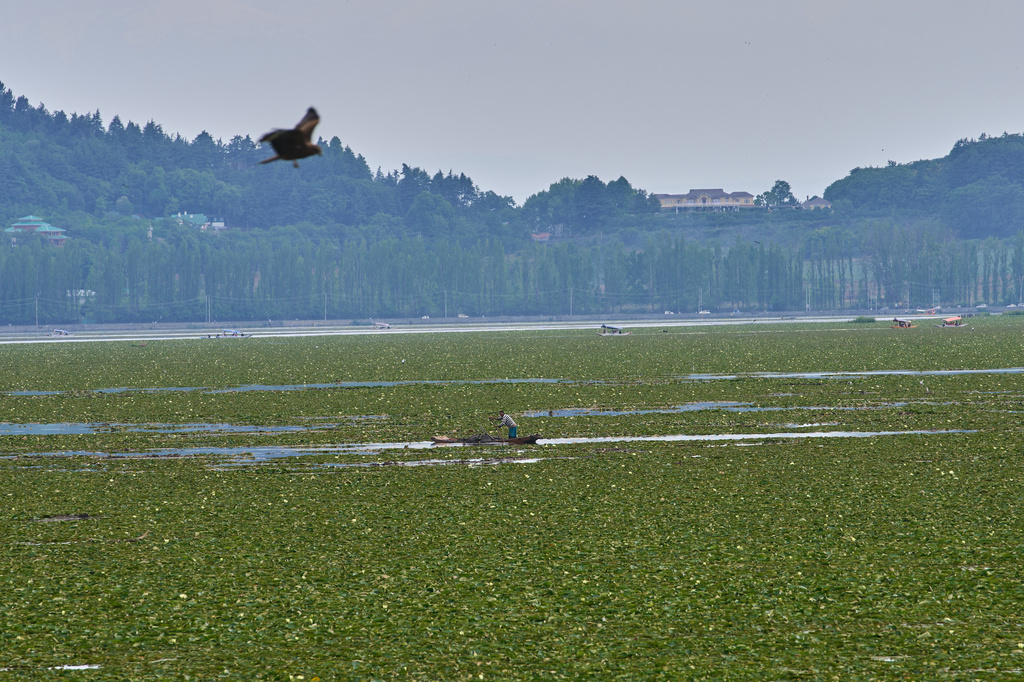 A Kashmiri boatman collects mire and aquatic weeds from Dal Lake to use as manure and to extend a floating gardens on the outskirts of Srinagar, Indian controlled Kashmir, Friday, May 15, 2026. (AP Photo/Dar Yasin)