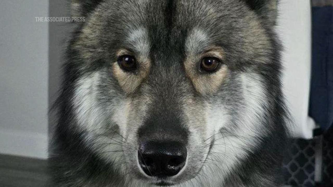 Officer kills pet dog mistaken for a coyote in Massachusetts town. The ...