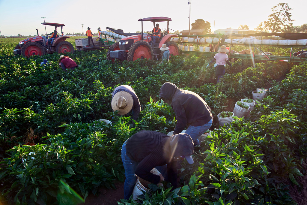 FILE - Migrant farmworkers pick a vegetable crop on an early morning in Fresno, Calif., on July 18, 2025. (AP Photo/Damian Dovarganes, File)