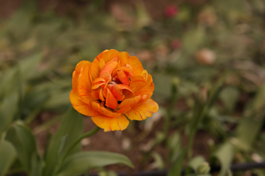 A tulip is pictured at Understory Farm, Monday, April 20, 2026, in Bridport, Vt. (AP Photo/Amanda Swinhart)