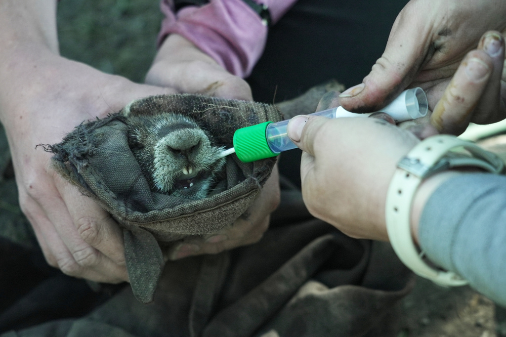 Researchers swab the cheek of a marmot Thursday, Aug. 6, 2026, in Gothic, Colo. (AP Photo/Brittany Peterson)