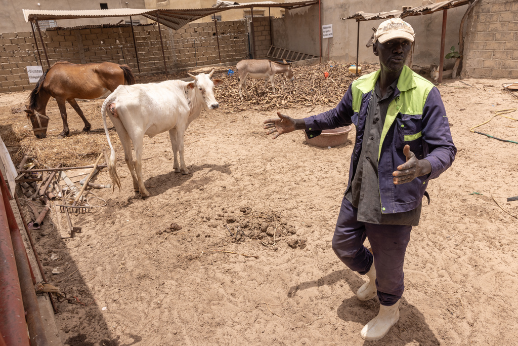Gora Samba, one of many farmers making their own compost from animal manure, seen at an animal farm in Meouane, Senegal, Tuesday, May 12, 2026. (AP Photo/Caitlin Kelly)