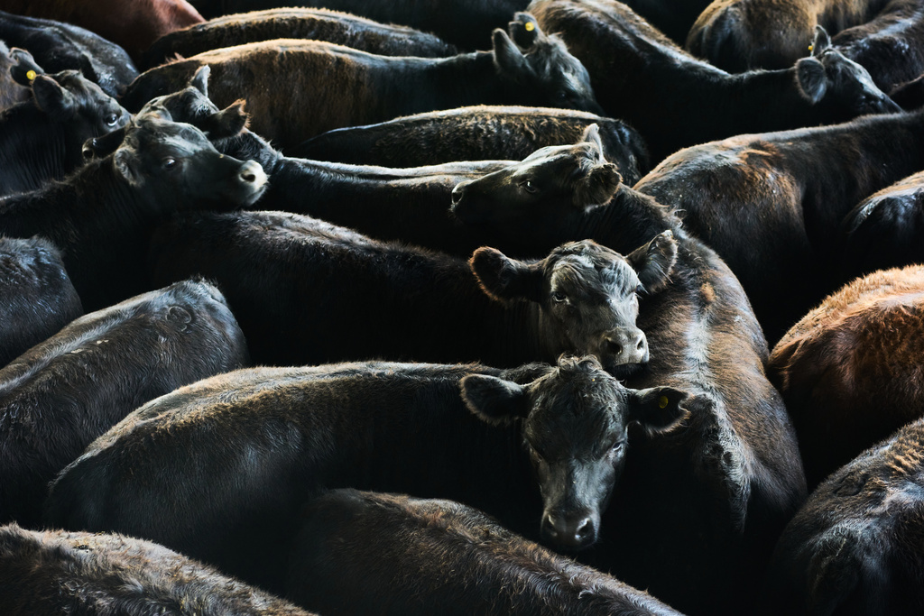 Beef cattle stand in pens at the livestock market in Canuelas, Argentina's main cattle trading hub, Tuesday, Oct. 21, 2025. (AP Photo/Rodrigo Abd)