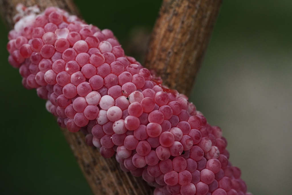 Apple snail eggs stick to a plant Wednesday, Jan. 21, 2026, in Kaplan, La. (AP Photo/Joshua A. Bickel)