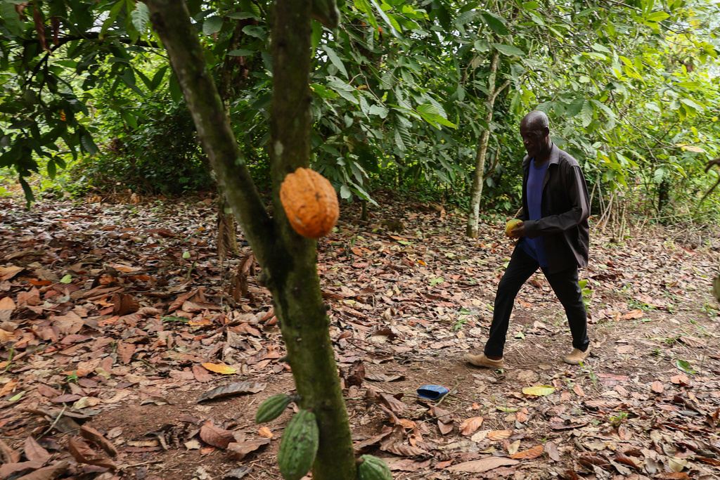 Manu Yaw Fofie, a cocoa farmer, walks through his farm in Kona, Ghana, Friday, March 6, 2026. (AP Photo/Tsraha Yaw)