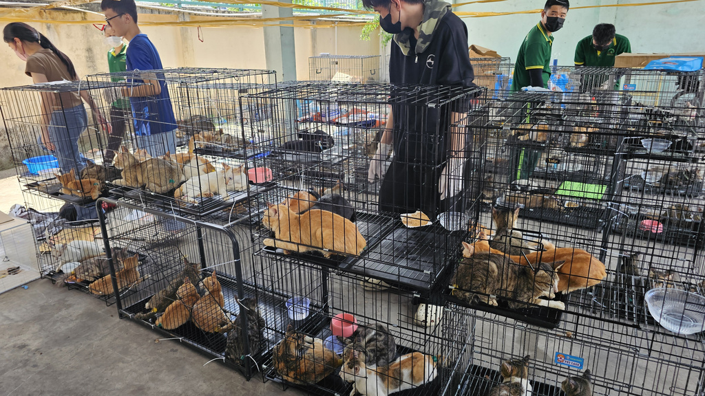 This photo released by Humane World for Animals Viet Nam shows cats in cages that were seized by the police in Ho Chi Minh City, Vietnam, on June 15, 2026. (Phuong Pham/Humane World for Animals Viet Nam)