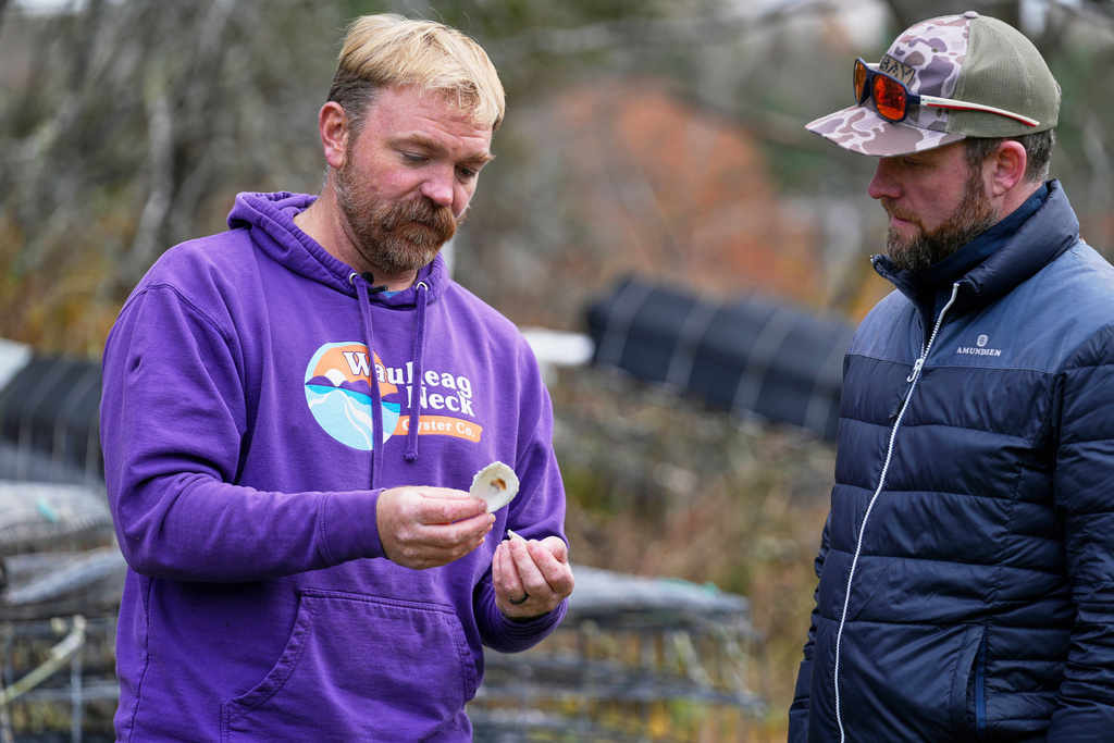 Graham Platner, Democratic candidate for U.S. Senate, shows oyster shells to a visitor at his home, Monday, Nov. 3, 2025, in Sullivan, Maine. (AP Photo/Robert F. Bukaty)