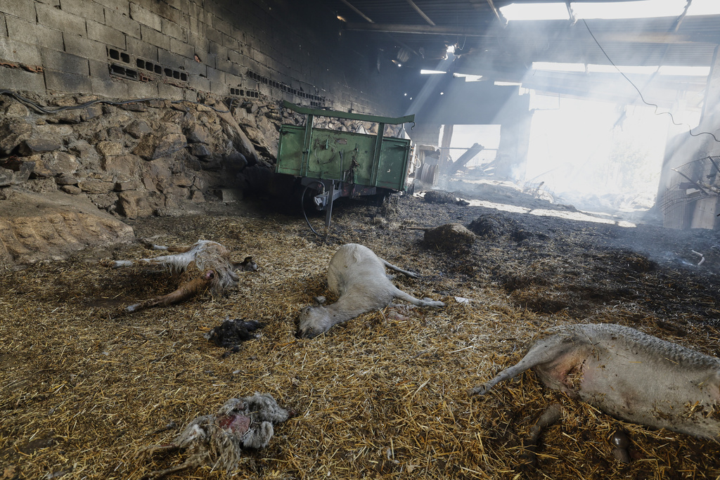 Bodies of animals after a wildfire in Caridade, northwestern Spain, Thursday, Aug. 14, 2025. (AP Photo/Lalo R. Villar)