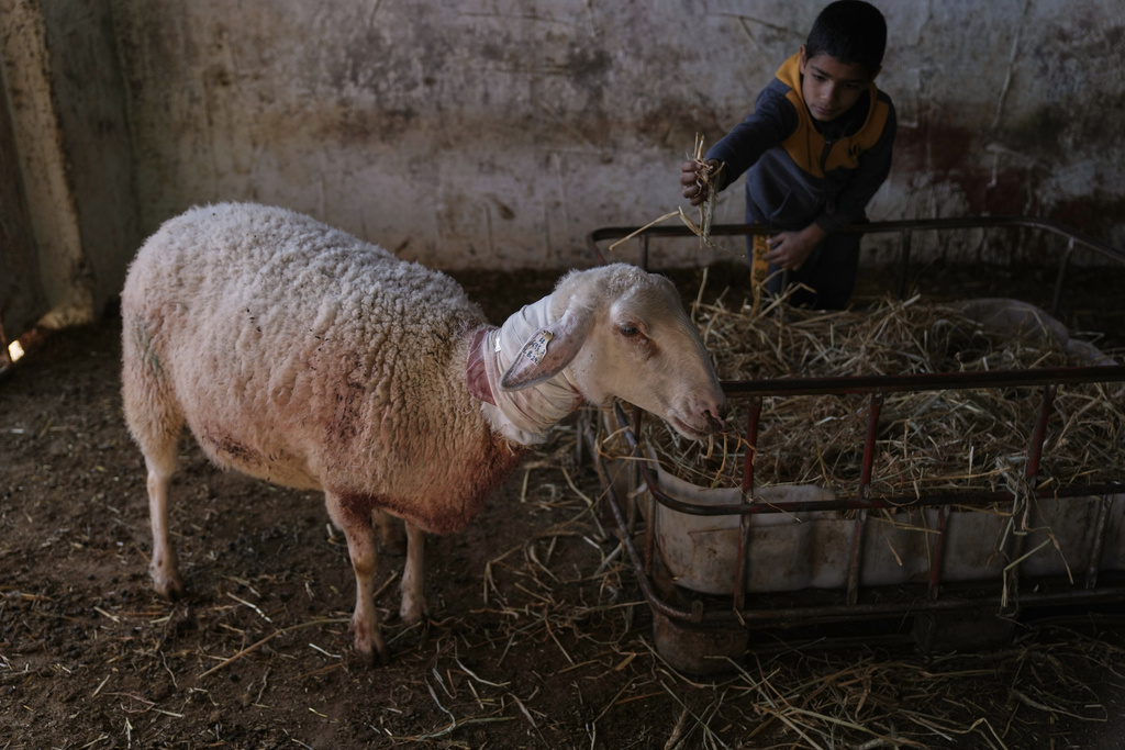 A Palestinian boy shows one of the sheep that was injured during an Israeli settlers attack in the town of As Samu', near the West Bank city of Hebron, Tuesday, Dec. 23, 2025. (AP Photo/Mahmoud Illean)