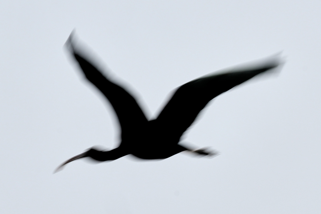 A Glossy Ibis arrives in a wetland at the Pobitora wildlife sanctuary on the outskirts of Guwahati, India, Wednesday, Jan. 7, 2026. (AP Photo/Anupam Nath)