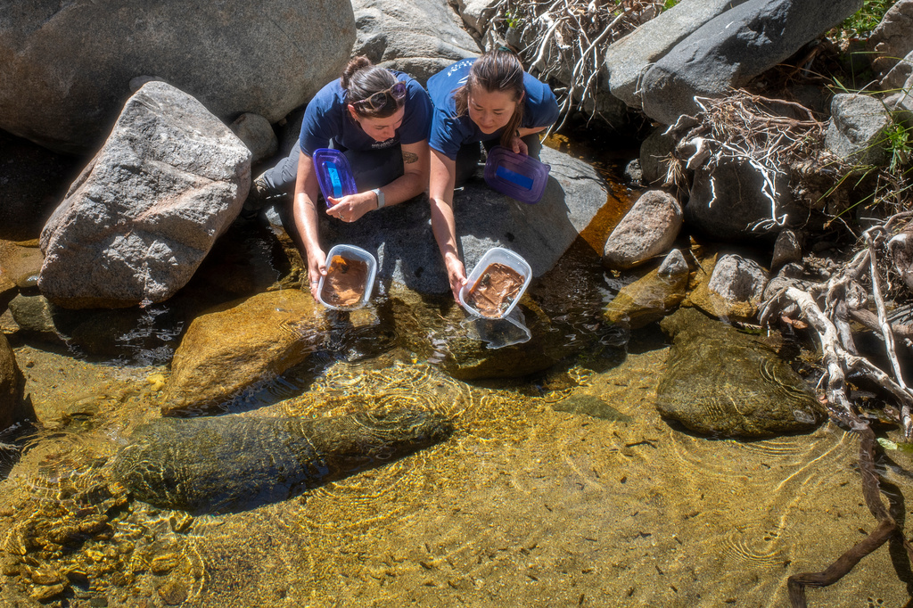 This photo provided by Aquarium of the Pacific shows Senior Animal Care Specialist Heather Cameron, left, and Conservation Initiatives Manager Erin Lundy release endangered mountain yellow-legged frogs raised at the Aquarium of the Pacific into their native habitat in the San Gabriel Mountains in Calif., Aug. 19, 2026. (Madeline Walden/Aquarium of the Pacific via AP)