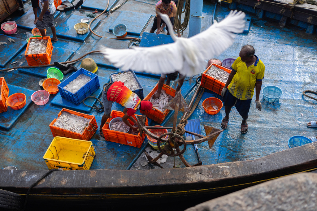 Fishermen sort fish on a boat at Sassoon dock In Mumbai, India, Wednesday, April 8, 2026. (AP Photo/Rafiq Maqbool)